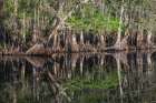 Early spring view of cypress trees reflecting on blackwater area of St Johns River-central Florida Art Print